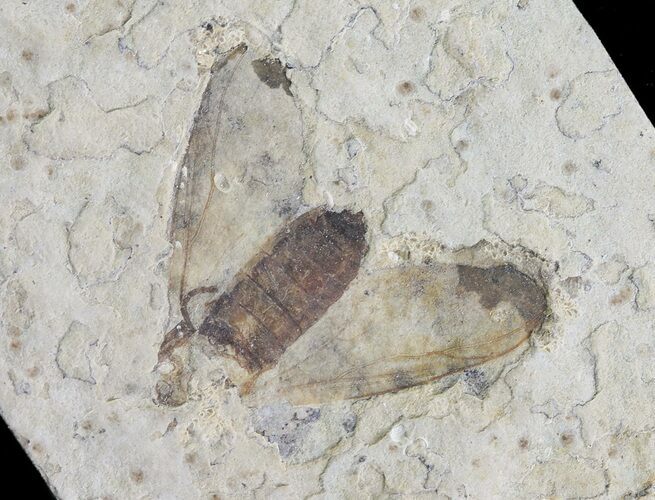 Fossil March Fly (Plecia) - Green River Formation #65176